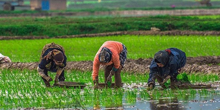 فارس من | دست دلالان برنج را از جیب شالیکاران قطع کنید