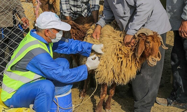 معدوم‌سازی ۱۳۹۵کیلوگرم فرآورده خام دامی غیربهداشتی در نطنز