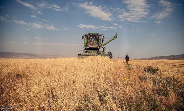 پول ‌گندمکاران زنجانی چه زمانی پرداخت می‌شود؟