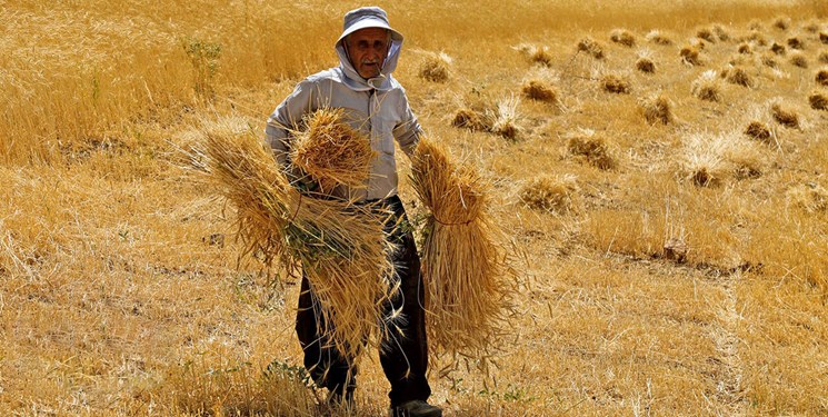 کام شیرین گندمکاران از خرید مناسب دولت به جای پرداخت ارز به‌ کشاورز خارجی‌