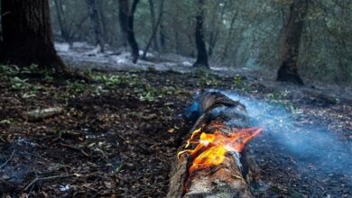 کاهش ۹۰ درصدی آتش‌سوزی‌ در ‌مراتع و جنگل‌های استان سمنان