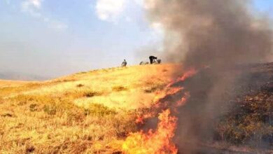 کمبود کمباین و خسارتی که به مزارع گندم بانه وارد می‌شود