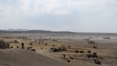 گرمای هوا شترها را در جنگل نخاب خوسف ماندگار کرد