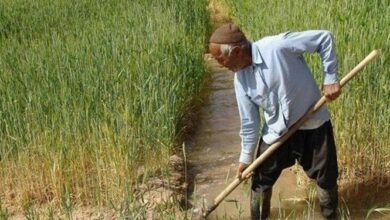 ۵۳ هزار کشاورز گیلانی محصول خود را بیمه کردند