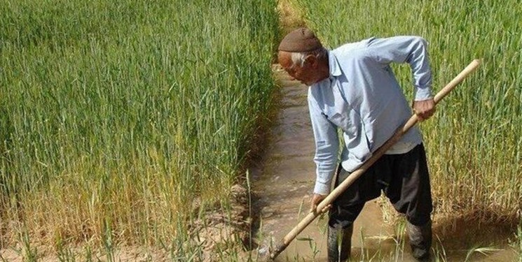 ۵۳ هزار کشاورز گیلانی محصول خود را بیمه کردند