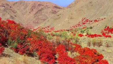 آغاز برداشت سماق از سطح ۱۴۵۰ هکتار از باغات گناباد + تصاویر