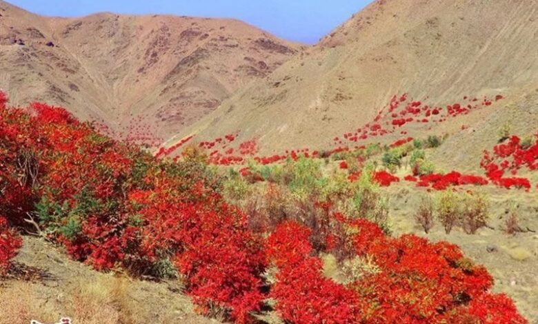 آغاز برداشت سماق از سطح ۱۴۵۰ هکتار از باغات گناباد + تصاویر