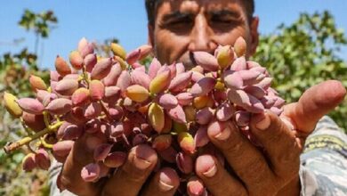 آغاز ماراتن برداشت پسته در رفسنجان