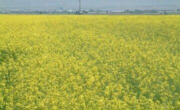 آغاز کشت دانه روغنی کلزا در مزارع کشاورزی قزوین