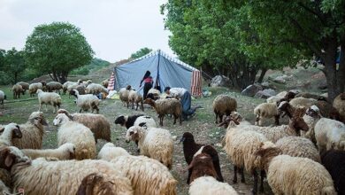 آغاز کوچ پاییزه در لرستان/ یک میلیون و ۵۰۰ هزار رأس دام سبک جابه‌جا می‌شود