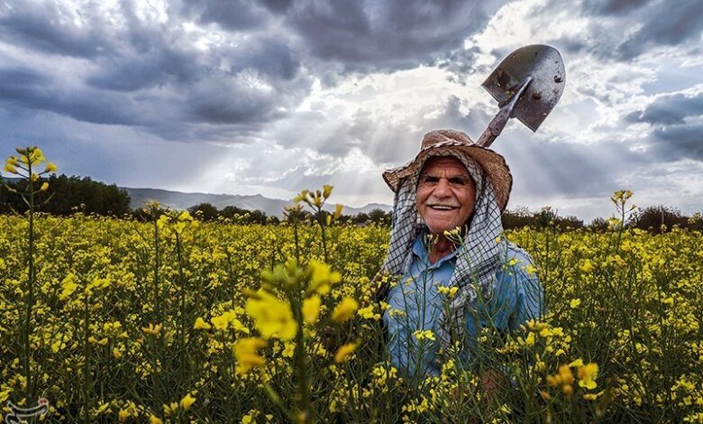 افزایش ۶۳ درصدی خرید کلزا از کشاورزان لرستان