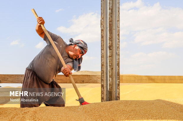 امروز و فردا کردن پرداخت مطالبات گندم کاران/دولت ۴۵همت بدهکار است