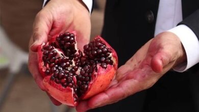 برداشت ۲۴ هزار تن انار از ۲۴۰۰ هکتار ‌باغات سیستان و بلوچستان