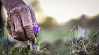 توقف عرضه زعفران سال گذشته به نفع زعفران کاران