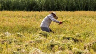 تولید برنج بدون سموم کشاورزی در ۱۰۰ هکتار از شالیزارهای مازندران