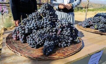 جشنواره انگور سیاه سردشت برگزار می‌شود