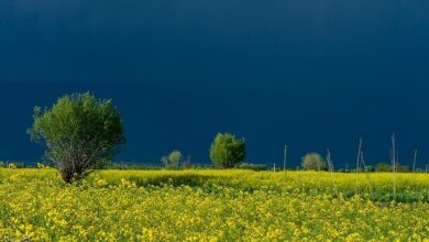 خرید ۳۵۳۴ تن دانه روغنی کلزا از کشاورزان لرستان