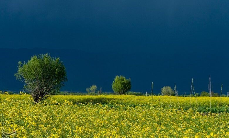 خرید ۳۵۳۴ تن دانه روغنی کلزا از کشاورزان لرستان