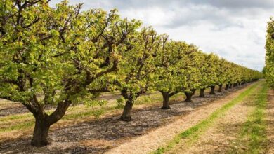 خسارت ۱۲۸ میلیارد تومانی سرمازدگی به باغات و مزارع استان اصفهان