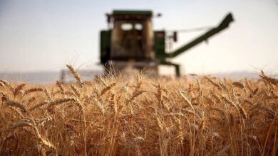 دولت در تولید گندم غافلگیر شد / اما و اگرهای تأمین منابع مالی