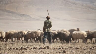 سارقان ۲۰۰ رأس گوسفند در فشافویه دستگیر شدند