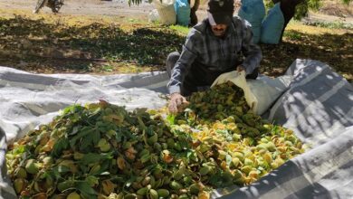 سطح زیر کشت باغات بادام در چهارمحال و بختیاری به ۲۰ هزار هکتار رسید