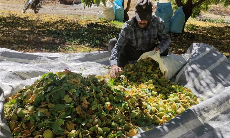 سطح زیر کشت باغات بادام در چهارمحال و بختیاری به ۲۰ هزار هکتار رسید