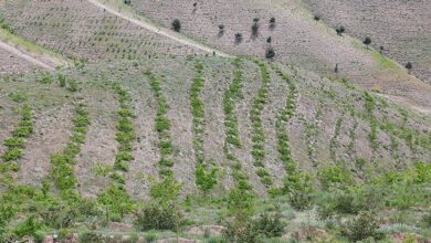 طرح جنگل‌کاری ۲ هزار هکتاری از محل پساب شبکه فاضلاب بوشهر