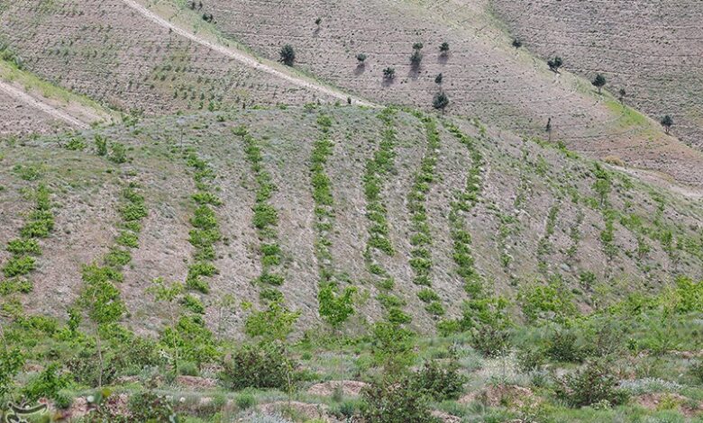 طرح جنگل‌کاری ۲ هزار هکتاری از محل پساب شبکه فاضلاب بوشهر