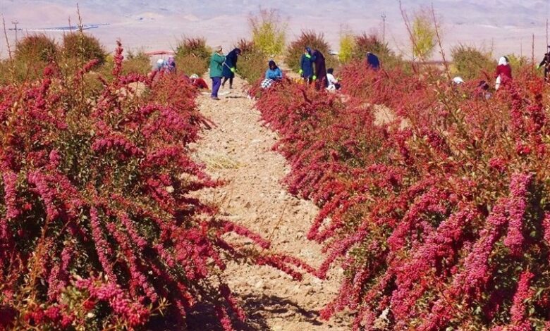 طرح خرید مزرعه برای زرشک در شهرستان‌های درمیان و زیرکوه اجرا می‌شود