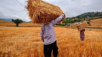 قالیباف: بدهی گندمکاران تا ۱۰ روز آینده پرداخت می‌شود