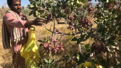 مطالبه “برقی” پسته‌کاران زرندیه از استاندار مرکزی، محقق شد