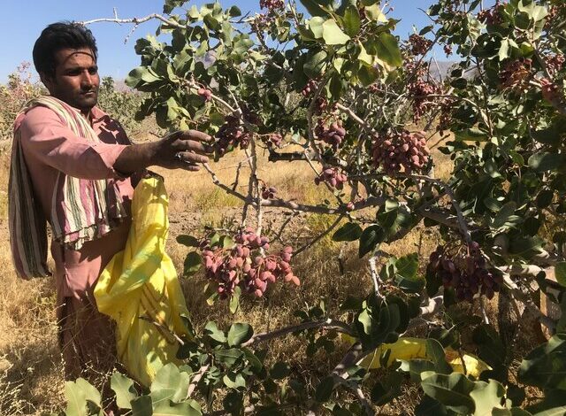 مطالبه “برقی” پسته‌کاران زرندیه از استاندار مرکزی، محقق شد