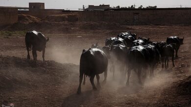 مهار ۲۵ راس احشام سنگین قاچاق در مرزهای بلوچستان