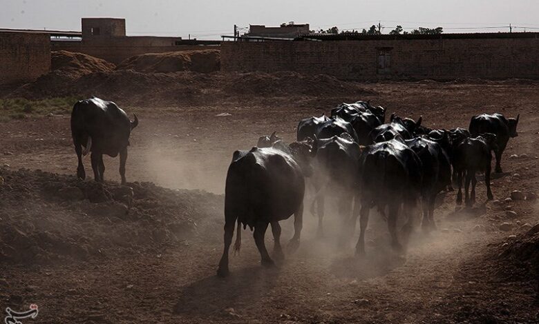 مهار ۲۵ راس احشام سنگین قاچاق در مرزهای بلوچستان