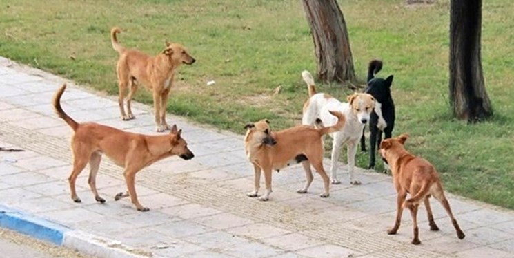 کودکان کمتر از ۱۵ سال، ۴۰ درصد موارد حیوان گزیدگی‌ هستند