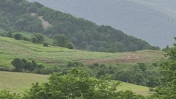 ۵۰ هکتار از مراتع جنگل ابر شهرستان شاهرود نهال‌کاری شد