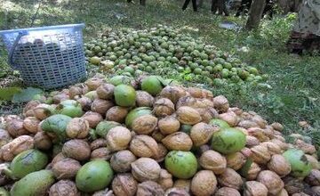 آخرین خبر از کشت کلزا در آذربایجان‌غربی و چغندرقند در مهاباد / پیش‌بینی برداشت ۱۳‌هزار تن گردو