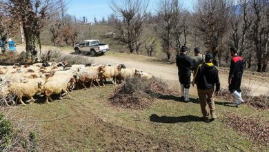 ارائه خدمات رایگان دامپزشکی در ۳۰۰۰ واحد روستایی لرستان