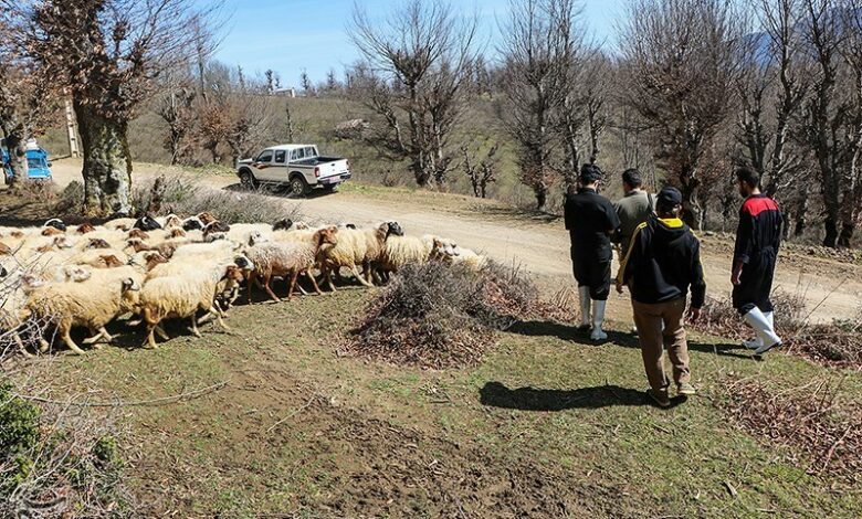 ارائه خدمات رایگان دامپزشکی در ۳۰۰۰ واحد روستایی لرستان