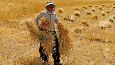 استان مرکزی در تولید گندم خودکفا شد