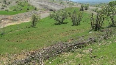 بازگشت ۲۸۰ هکتار جنگل و مرتع به منابع‌طبیعی در گلستان