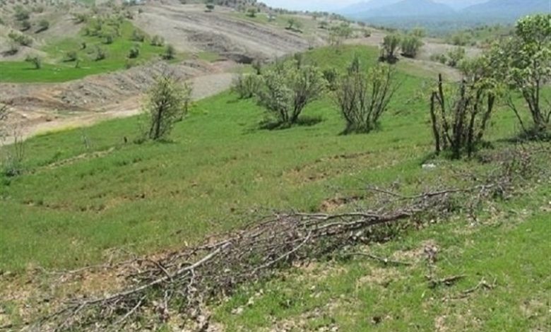 بازگشت ۲۸۰ هکتار جنگل و مرتع به منابع‌طبیعی در گلستان