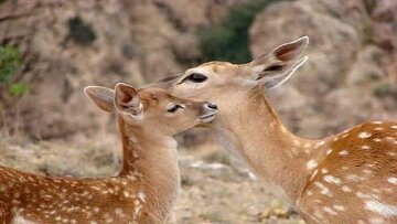 بروز رسانی سایت نگهداری گوزن‌های زرد در پارک ملی کرخه