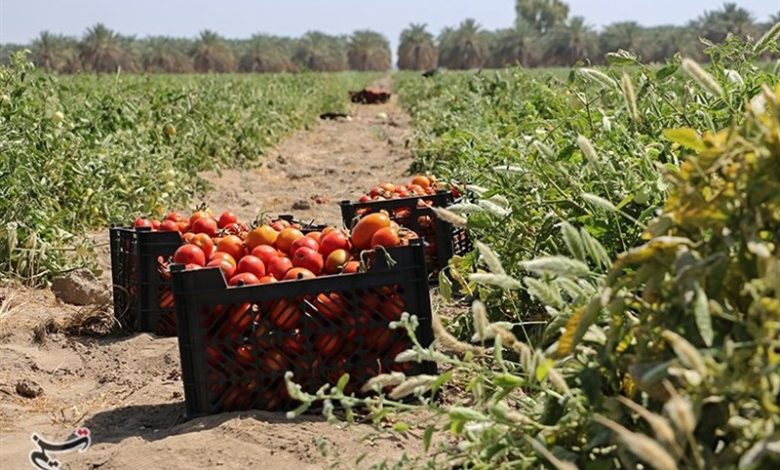 برگزاری جشنواره ملی گوجه فرنگی در جنوب استان بوشهر + تصویر