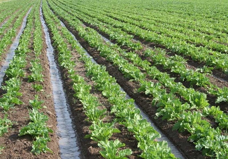 برگزاری جشنواره ملی گوجه فرنگی در جنوب استان بوشهر + تصویر