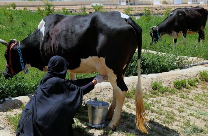 بیش از ۵۰ درصد فعالیت‌های کشاورزی جهان از سوی زنان انجام می‌شود