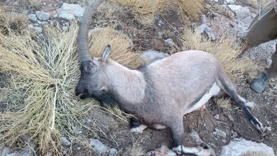 تصاویری زجرآور از شکار ۹ کل بز کوهی در دنا/ شکارچی بی‌رحم راهی زندان شد