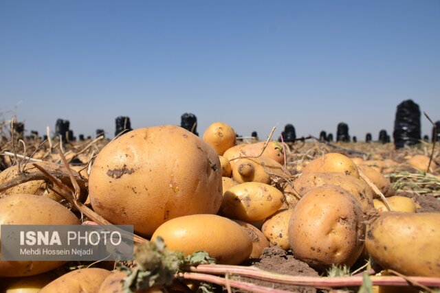 توسلی: ۶۰۰ هزار تن سیب‌زمینی روی دست کشاورزان مانده است