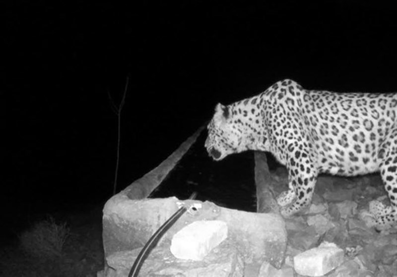 ثبت تصویر شبگردی پلنگ در کوهسفید دماوند